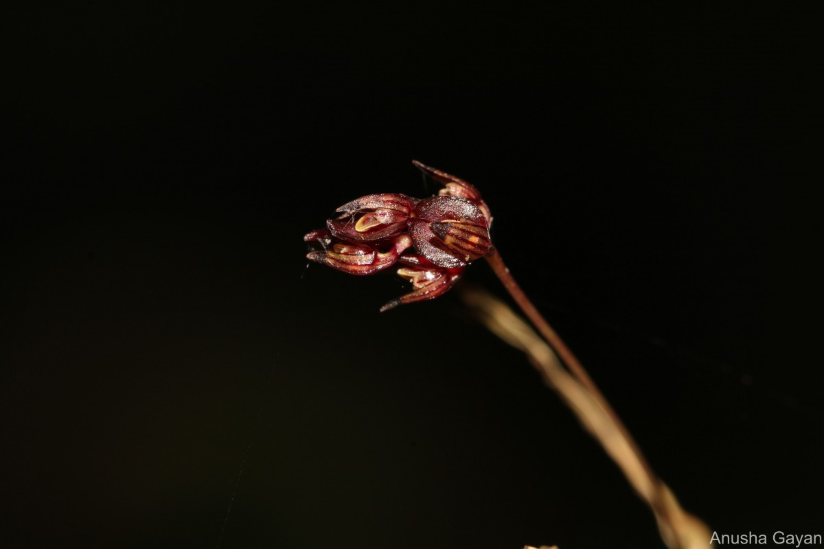 Bulbophyllum purpureum Thwaites